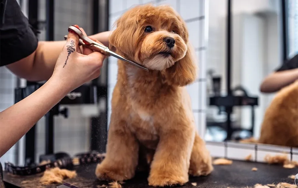 Grooming salon