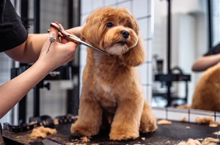 Grooming salon